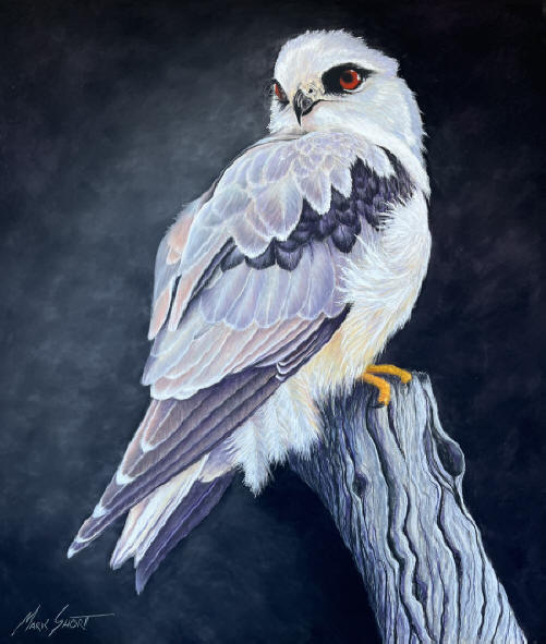 black shouldered kite