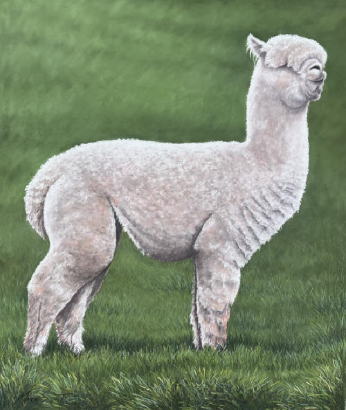 Glenavon Oliver