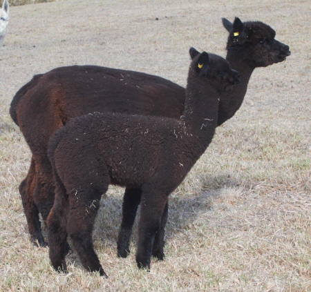RATIFIA & CRIA